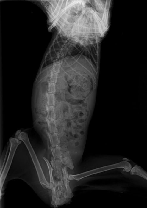 Lily's Hip Fracture X-Ray