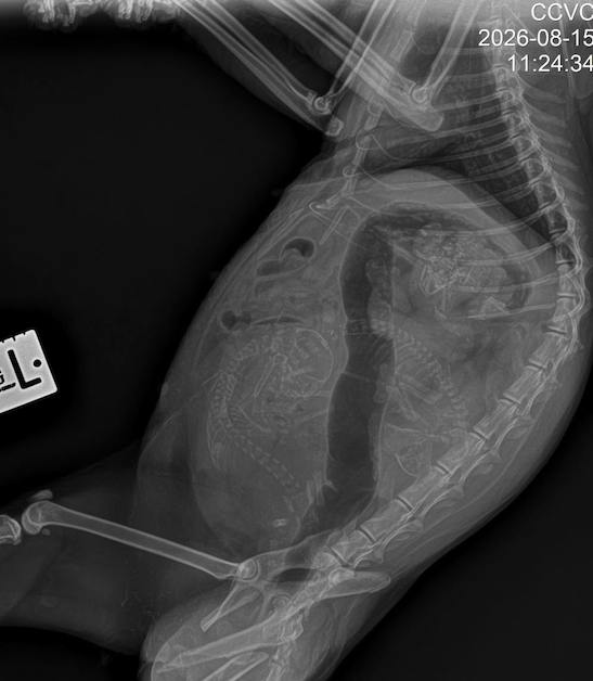 Lucy's Pregnancy X-Ray